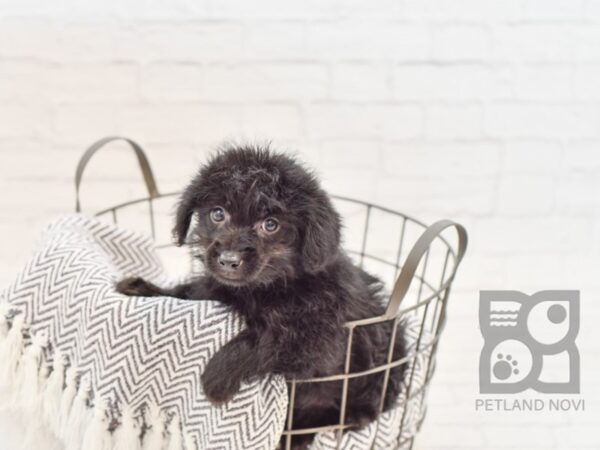 Yorkie Poo DOG Female BLK 34091 Petland Novi, Michigan