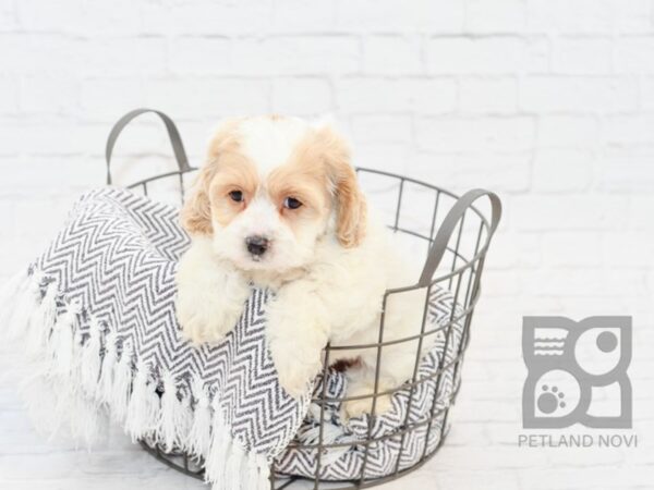 Cockerchon-DOG-Female-BUFF WH-34092-Petland Novi, Michigan