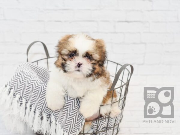 Shih Tzu-DOG-Male-BROWN WHITE-34093-Petland Novi, Michigan