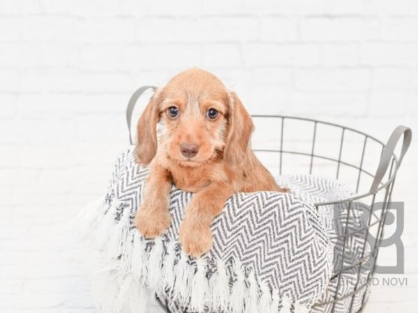 Dachshund-DOG-Female-Chocolate Dapple-34096-Petland Novi, Michigan
