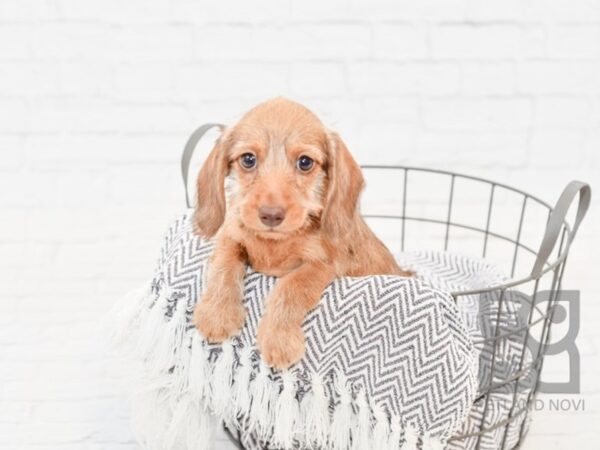 Dachshund DOG Female Chocolate Dapple 34096 Petland Novi, Michigan