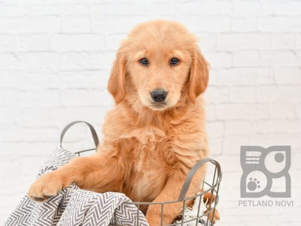 Golden Retriever-DOG-Male-Golden-34097-Petland Novi, Michigan