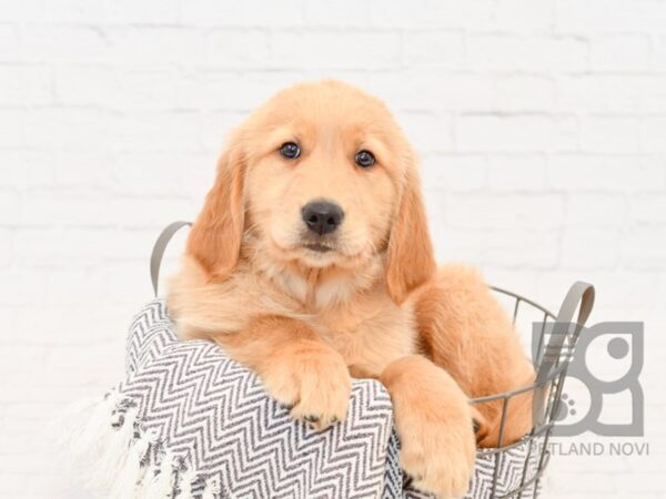 Golden Retriever-DOG-Female-Golden-34098-Petland Novi, Michigan
