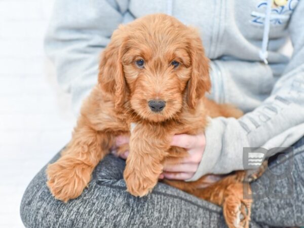 Goldendoodle DOG Female Golden 34099 Petland Novi, Michigan