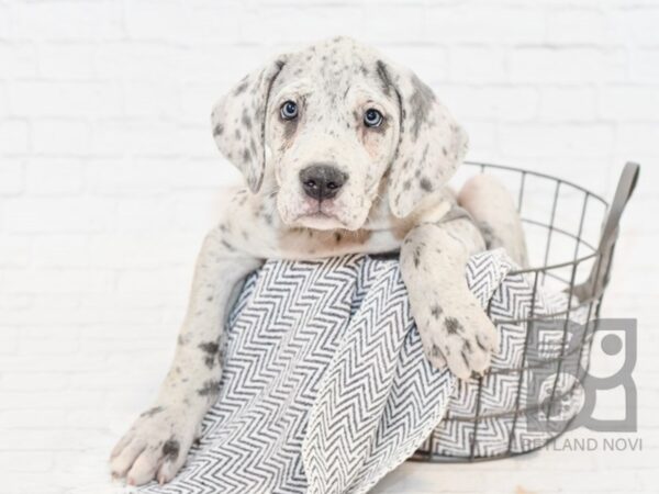 Great Dane DOG Female Blue Merle 34100 Petland Novi, Michigan