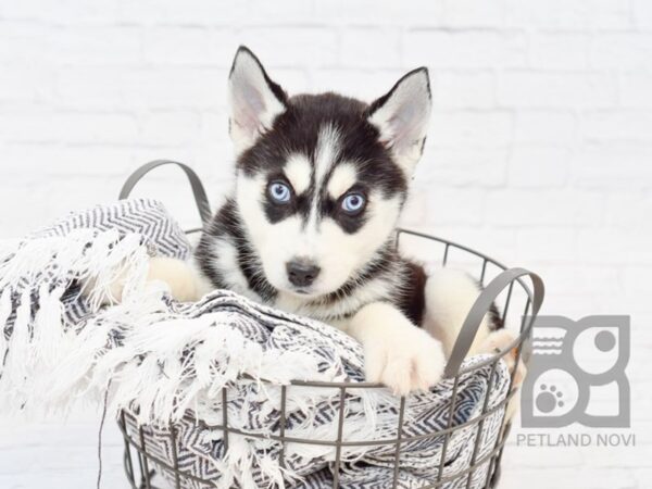 Siberian Husky-DOG-Male-Black & White-34101-Petland Novi, Michigan