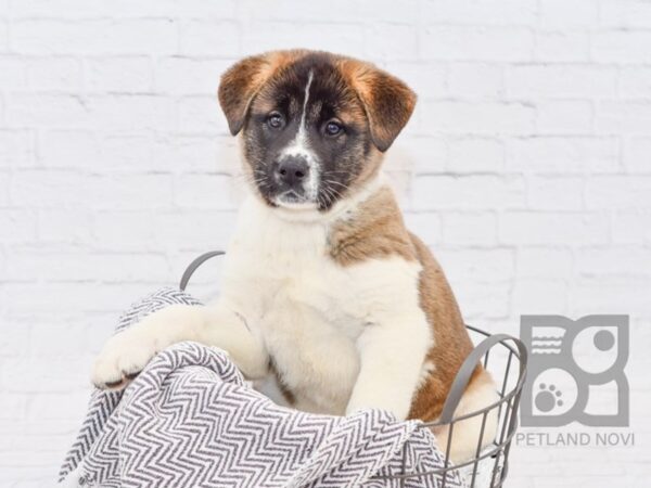 Akita DOG Male Brown & White 34103 Petland Novi, Michigan