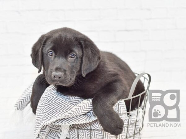 Lab/German Shepherd DOG Male Black 34104 Petland Novi, Michigan