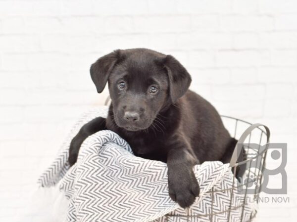 Lab/German Shepherd DOG Female Black 34105 Petland Novi, Michigan