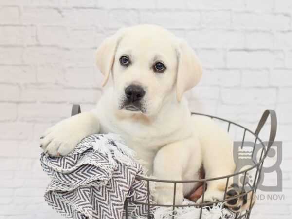 Labrador Retriever-DOG-Male-Yellow-34106-Petland Novi, Michigan