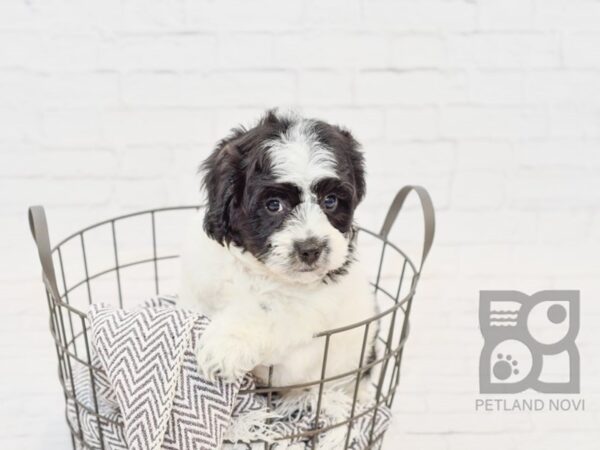 Daisy Dog-DOG-Male-BLK WH-34107-Petland Novi, Michigan