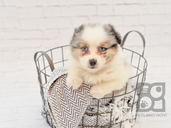 Miniature Australian Shepherd-DOG-Female-BLUE MERLE-34108-Petland Novi, Michigan