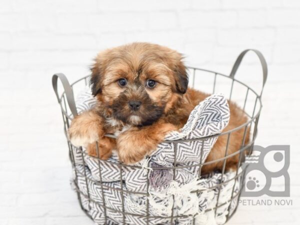 Shorkie DOG Male BIEGE 34109 Petland Novi, Michigan