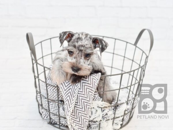 Miniature Schnauzer DOG Female BLUE MERLE 34110 Petland Novi, Michigan