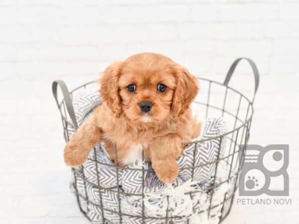 Cavalier King Charles Spaniel-DOG-Male-RUBY-34111-Petland Novi, Michigan