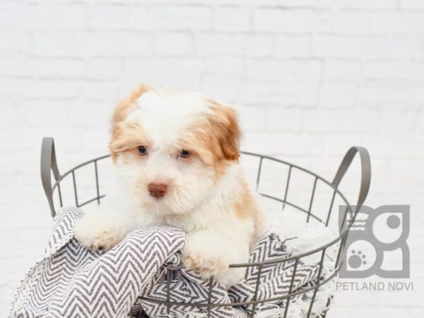 Havanese-DOG-Male-BROWN WHITE-34112-Petland Novi, Michigan