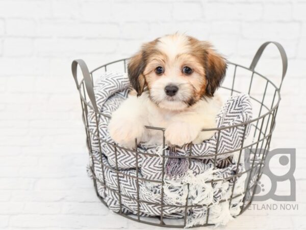 Teddy Bear-DOG-Male-BROWN WH-34113-Petland Novi, Michigan