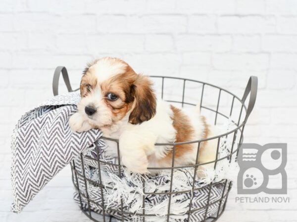 Teddy Bear-DOG-Male-BROWN WH-34114-Petland Novi, Michigan