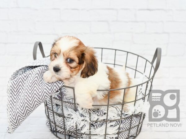 Teddy Bear DOG Male BROWN WH 34114 Petland Novi, Michigan