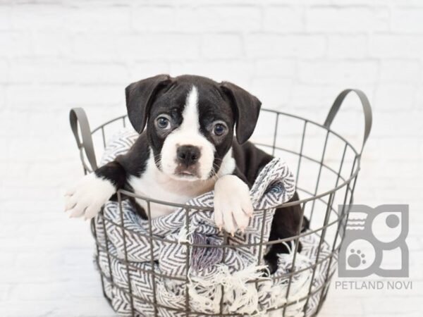 Boston Terrier-DOG-Male-BLK WH-34115-Petland Novi, Michigan