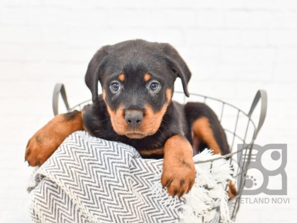 Rottweiler DOG Male Black & Tan 34116 Petland Novi, Michigan