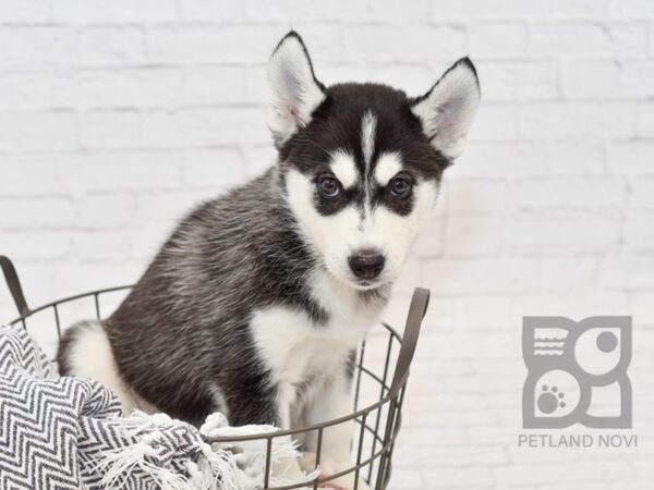 Siberian Husky-DOG-Male-Black & White-34117-Petland Novi, Michigan