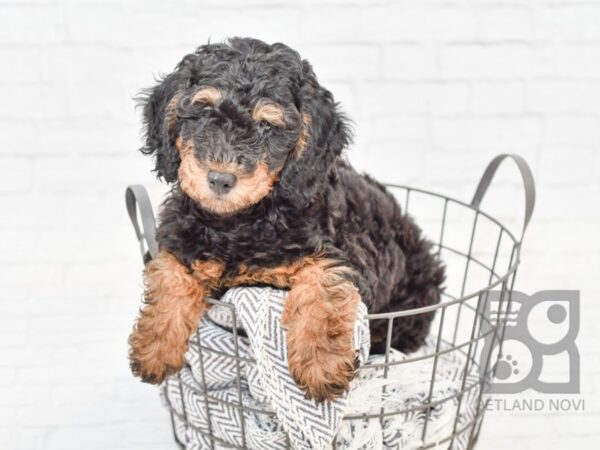 F2 MINI GOLDENDOODLE DOG Female Blk/Tan 34118 Petland Novi, Michigan