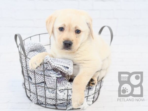 Labrador Retriever-DOG-Female-Yellow-34119-Petland Novi, Michigan