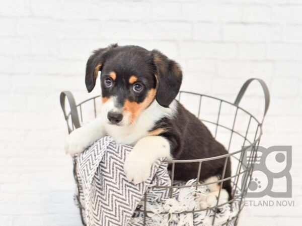 Dorgi-DOG-Male-Tri-34120-Petland Novi, Michigan