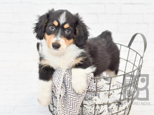 Dorgi-DOG-Female-Tri-34121-Petland Novi, Michigan