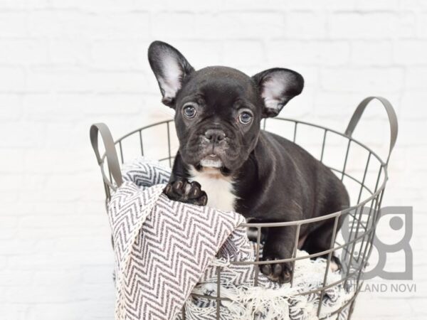 French Bulldog DOG Female Blk & White 34122 Petland Novi, Michigan