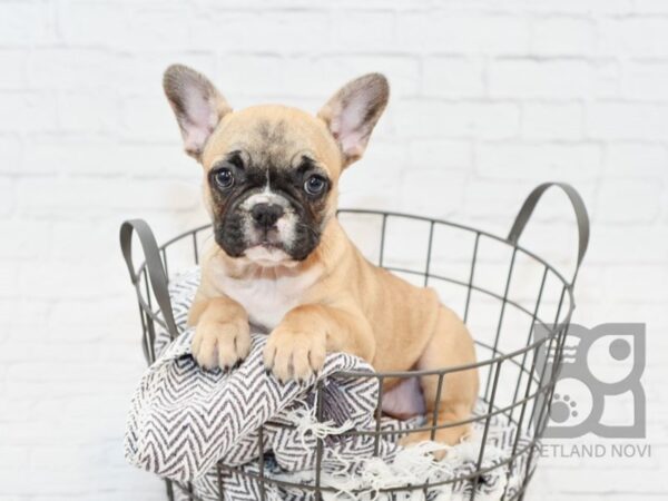 French Bulldog-DOG-Female-Fawn w/ blk mask-34123-Petland Novi, Michigan