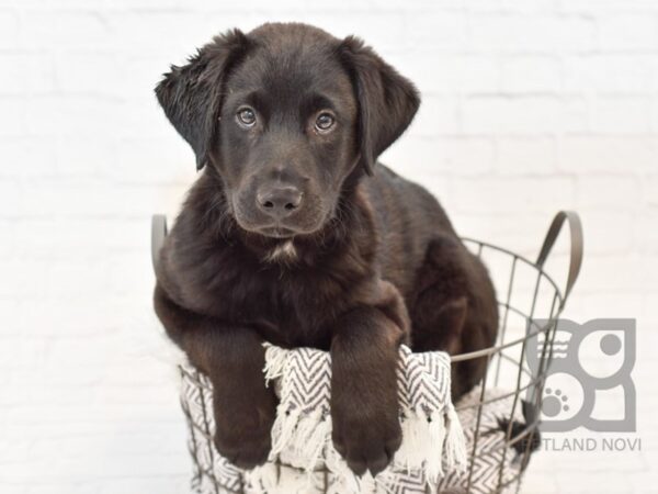 Australian Shepherd/Labrador Retriever DOG Male Black 34124 Petland Novi, Michigan