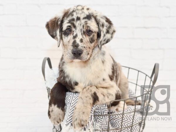 Australian Shepherd/Labrador Retriever-DOG-Male-Merle-34125-Petland Novi, Michigan