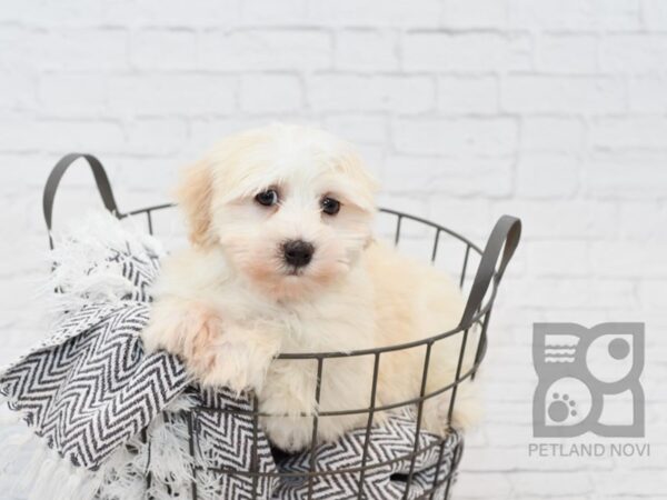 Havanese DOG Male Cream 34126 Petland Novi, Michigan