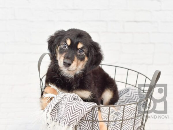 Havanese/Dachshund DOG Male Black / Tan 34127 Petland Novi, Michigan