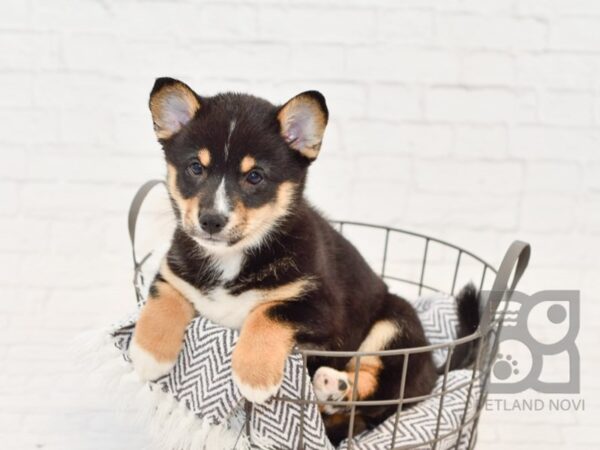 Pembroke Welsh Corgi/Shiba Inu DOG Male Black Tan / White 34128 Petland Novi, Michigan