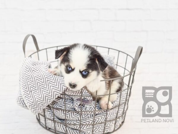 Pomsky DOG Female BLK WH 34129 Petland Novi, Michigan