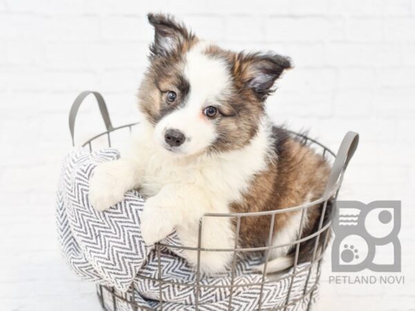 Aussiemo DOG Male SABLE WHITE 34130 Petland Novi, Michigan