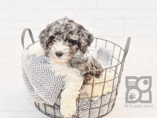 Cockerchon-DOG-Male-BLUE MERLE-34131-Petland Novi, Michigan