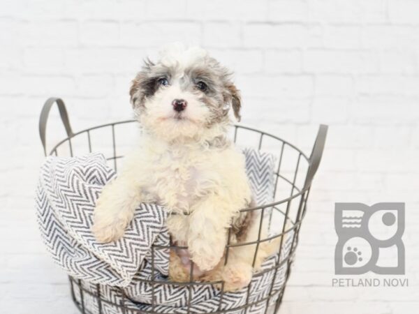 Daisy Dog-DOG-Male-BLUE MERLE-34133-Petland Novi, Michigan