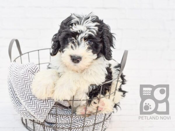 Portuguese Water Dog DOG Male BLK WHITE 34135 Petland Novi, Michigan