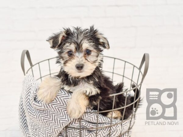 Yorkie Chon DOG Male BLK TAN 34136 Petland Novi, Michigan