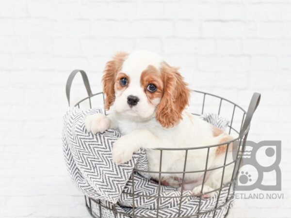 Cavalier King Charles Spaniel-DOG-Male-BLENHIEM-34137-Petland Novi, Michigan