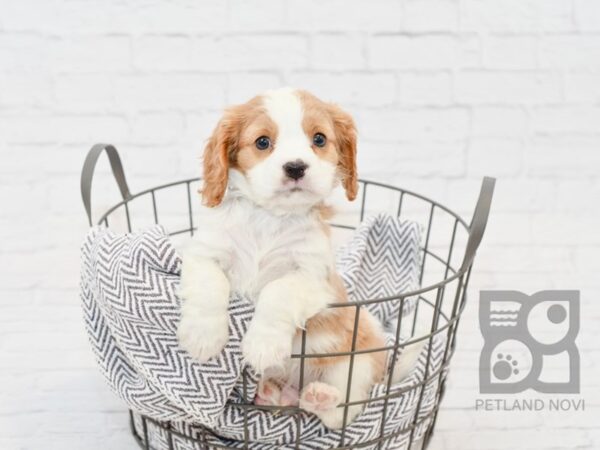 Cava Chon-DOG-Male-Blenheim-34138-Petland Novi, Michigan