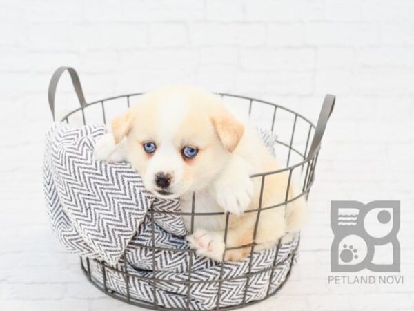 Pomsky-DOG-Male-CREAM WH-34139-Petland Novi, Michigan