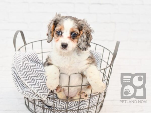 Cava Poo DOG Female BLUE MERLE 34140 Petland Novi, Michigan