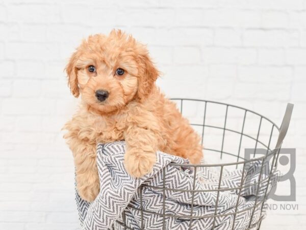 F2 MINI GOLDENDOODLE DOG Female Red 34141 Petland Novi, Michigan