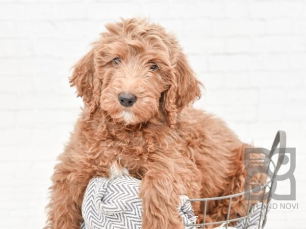 Goldendoodle DOG Male Red 34142 Petland Novi, Michigan