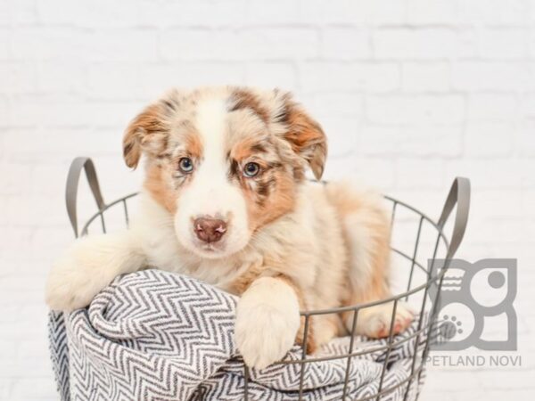 Aussie-DOG-Male-Red Merle-34143-Petland Novi, Michigan